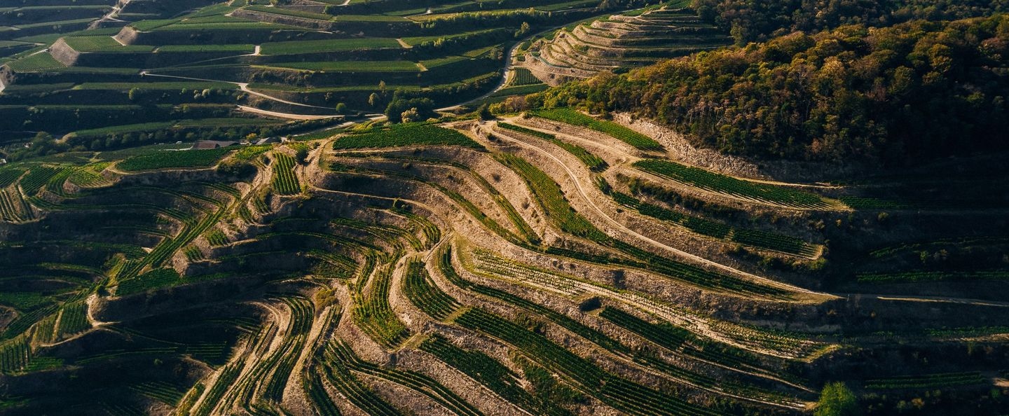 Legends of Wine | 14 november 2025